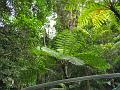 A 405 Rainforest Park (fougere arb) a Kuranda